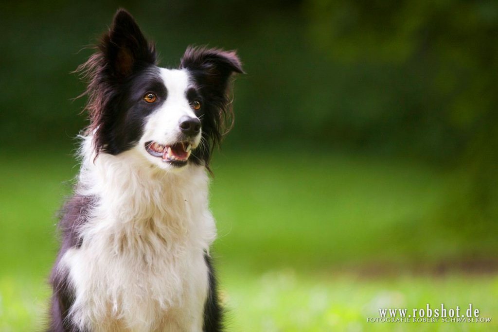 Aimee, Heidis Hund, Hunde Imbiss ist gesund, gesunder Hund